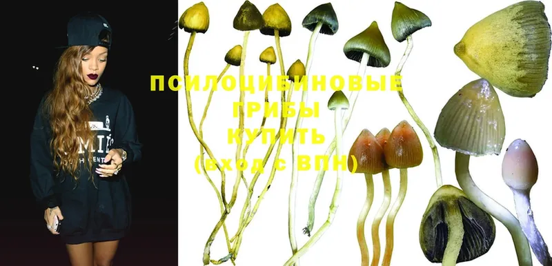 Галлюциногенные грибы Psilocybe  Кировград 